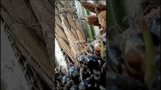Dwarf Oil Palm | A Game Changer for Small Farmers | Tenera Dwarf Oil Palm: A Compact Powerhouse |