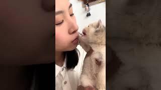 Just kiss and suck. First-person perspective of petting cats. Petting cats every day. A kitten w