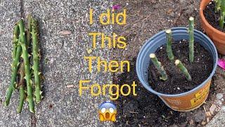 I Propagated rose cuttings, put in garage &  forgot about it. The result was unexpected!!…