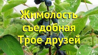 Жимолость съедобная Трое друзей. Краткий обзор, описание характеристик lonicera edulis Troe druzej