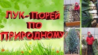 Лук-порей по природному. 100% результат. От посева до сбора урожая