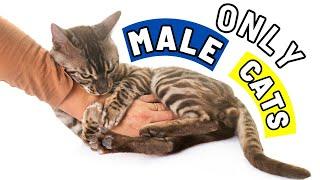 Super Weird Things Only MALE Cats Do For Their Owners and Why