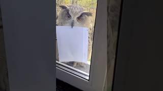From Drowning to  Delivering Letters:The Epic Tale of a Mischievous Owl #owl #rescue #shorts #pet