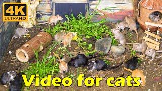 Cat TV: Hide & Seek in the Woods – Watch Cats Hunt Tiny Mice in Action! | Catflix