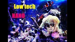 Low tech nano reef tank  / akwarium morskie