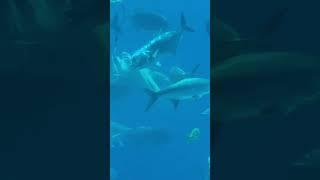 Sharks tear up fish in Georgia Aquarium!! #fyp #crazy #georgiaaquarium #fish #nature #sharks