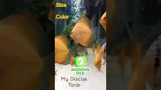 Colorful Discus Juveniles