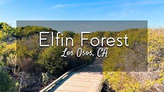 Discover California's Amazing Los Osos Elfin 'Pygmy' Forest | Out in the Field with Jeremy Patrich