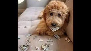  Money doesn’t buy happiness!  Funny video with dogs, cats and kittens! 