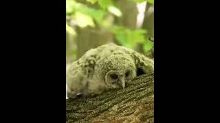 Baby owls sleep laying down  #owl #owlphotography #babyowl