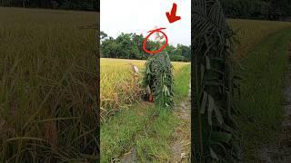 ‍️farming birds #super # #funny#video#India# #Indonesia#South#Korea# #Vietnam#United#Italy#