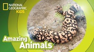 Gila Monster | Amazing Animals