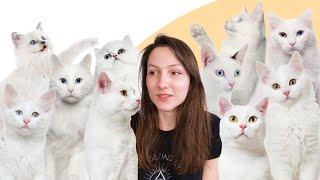 7 Facts You Didn't Know About White Cats