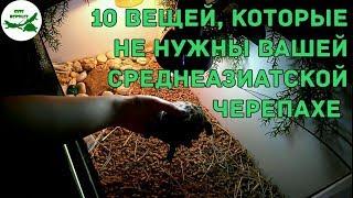 10 вещей, которые НЕ нужны вашей среднеазиатской черепахе