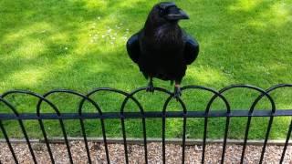 Raven Making Weird Sound. Tower of London.