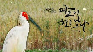 따오기, 우포를 날다 | KBS창원 다큐스페셜 | 20191211