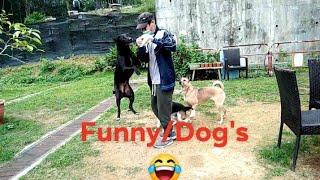 He was Visited Our Doggies and feed them!