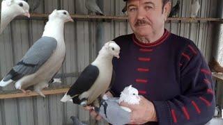 Голуби Армянский Кудули гКраснодар Пшеничников В П,Pigeons Armenian Kuduli Pshenichnikov VladimirP