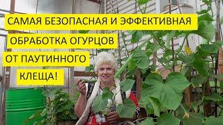 Паутинный клещ на огурцах! Как уничтожить его? Чем обработать огурцы?