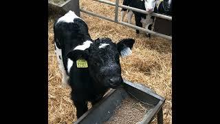 Tommy Cox’s Dairy Calf Sales Advice