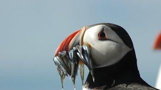 Puffins & Seabirds Of The Beautiful Farne Islands UK