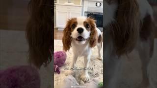 Cavalier King Charles Spaniel  The Best Family Pet?