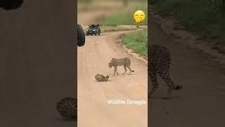 Serval vs Cheetahs  #shorts #wildlife