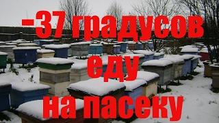 - 37 на Среднем Урале и как зимуют наши пчёлы?- 37 in the middle Urals and as overwinter our bees?