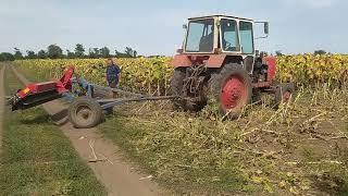 Робота рублячого котка від Авалон по соняшнику