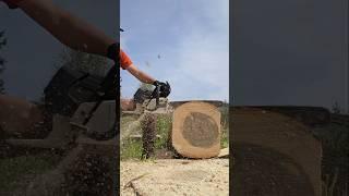 661 vs 660 test cuts.  #mitchzenobitrees #shorts #stihl #chainsaw #ms661 #ms660 #logger #lumberjack