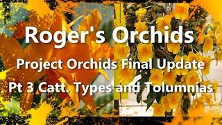 Project Orchids Final Update Pt 3 - Catt. Types and Tolumnias