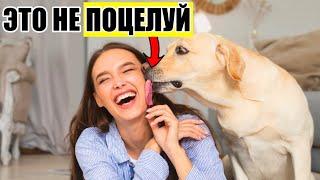 Когда Ваша Собака ЛИЖЕТ ВАС, вот что это значит на самом деле (НЕ МИЛО)