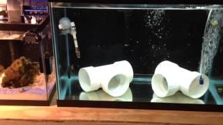 20g Quarantine Tank - Achilles Tang - Tangs
