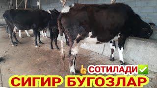 СИГИР ЯКИН БУГОЗЛАР  НАРХИ ️+998 33 100 24 60 12 декабря 2022 SOTILADIGON SIGIRLAR BÒĢOZLAR NARXI