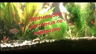 Перемещение растений по аквариуму. The movement of plants in the aquarium