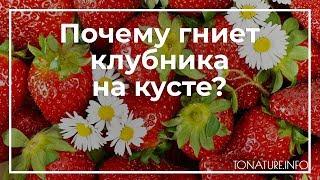 Почему гниет клубника на кусте? | toNature