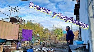 В гостях у Голубевода Валеры Талдыкорган. Декаративные породы голубей. #Голуби #голубеводы