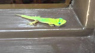 Green gecko