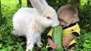 OMG! Monkey Bon stole Dad's melons to feed the rabbit