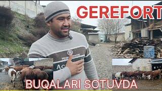 GEREFORT BUQALARI SOTILADI 931670353   332500991