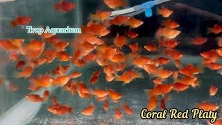 27.12.2024 Specials Part 4: Community Fishes [Trop Aquarium] (Singapore)