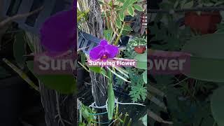 Phalaenopsis Orchid #mylittlejungle #shorts #plantita #orchidmom