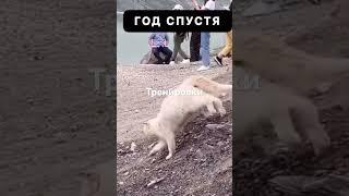 Коты в Дагестане ￼ воюют собаками 