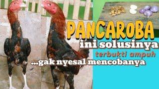 AWAS MUSIM PANCAROBA !! || INI SOLUSINYA