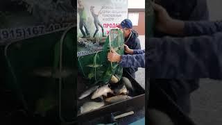 КРХ ТРИФОН