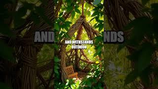 Crafting a Natural Protective Headgear