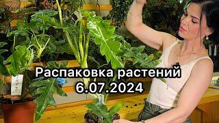 Распаковка растений из Голландии (6.07.2024)