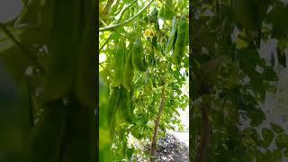 The Beauty of Nature