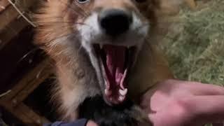 Алиса - лиса. Игнис каждый раз пытается показать, кто тут главный #fox #лиса #лисяо #природа #игра