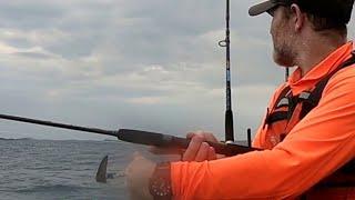 Shark Stalks Kayak - Yeppoon December 2024